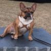 frenchiec6